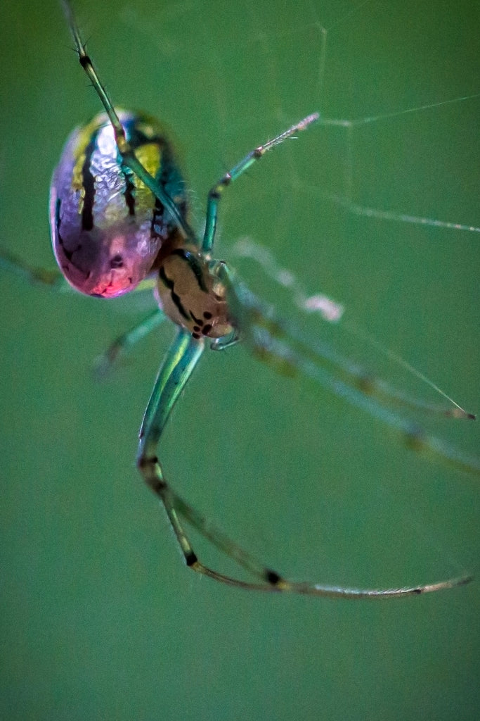 Orchard Spider | Point Pelee 610 yds | Gradient